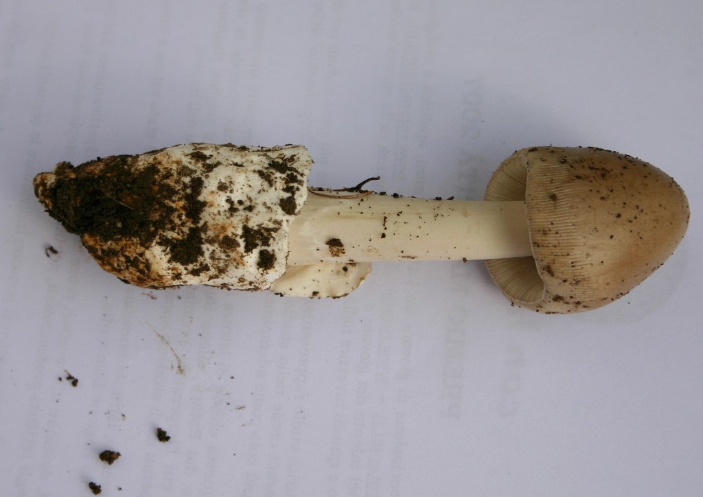 amanita da determinare